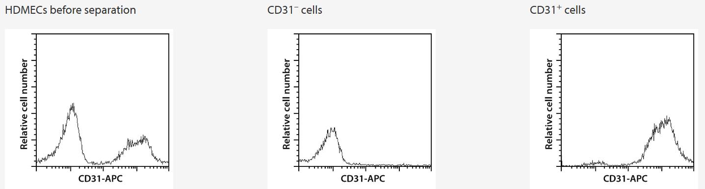 Separation of CD31+ HDMECs from a preparation of dermal-layer cells of human foreskin using the CD31 MicroBead Kit and a MidiMACS Separator with an LS Column. Cells were fluorescently stained with CD31-APC.